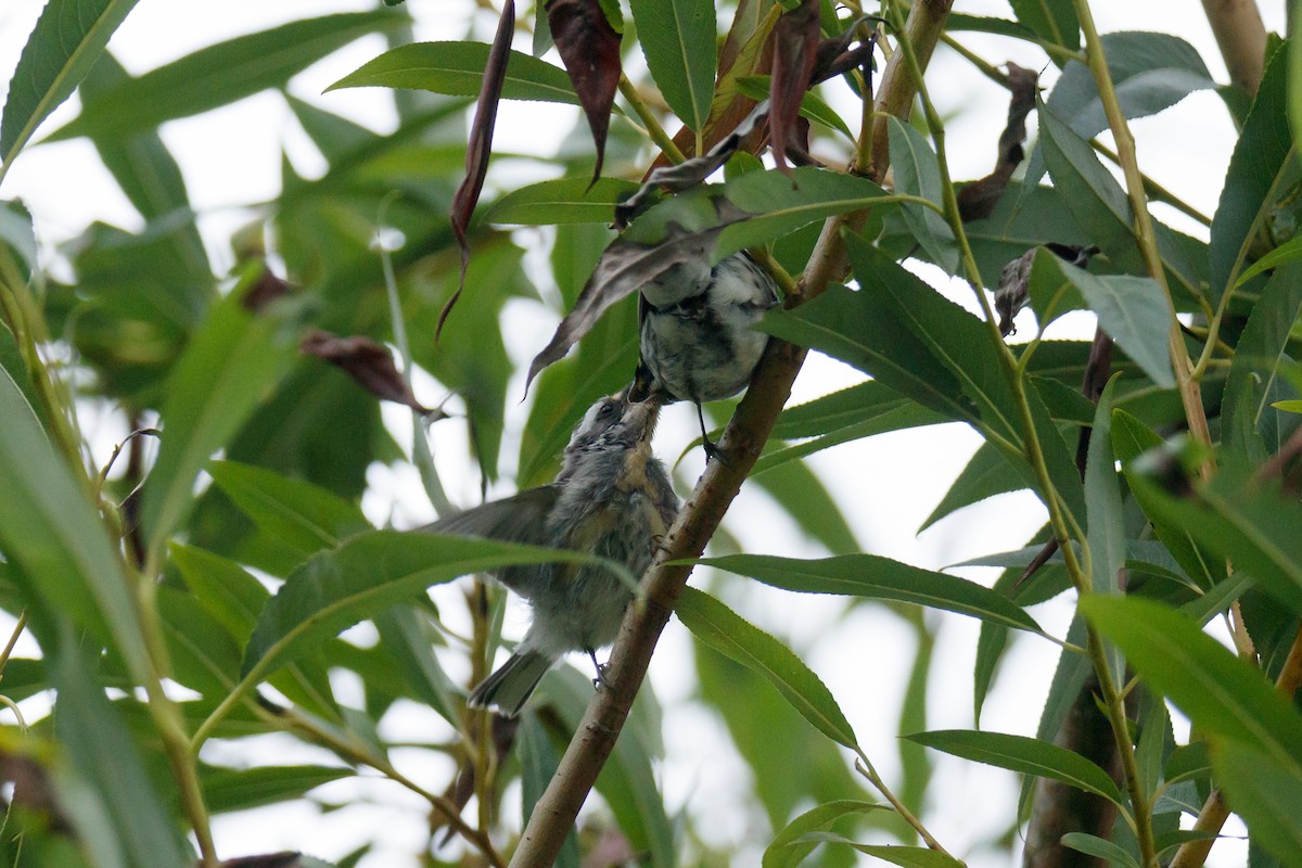 Black-throated Gray Warbler - ML247795621