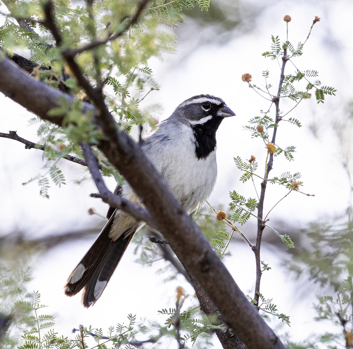 Black-throated Sparrow - Jason Lott