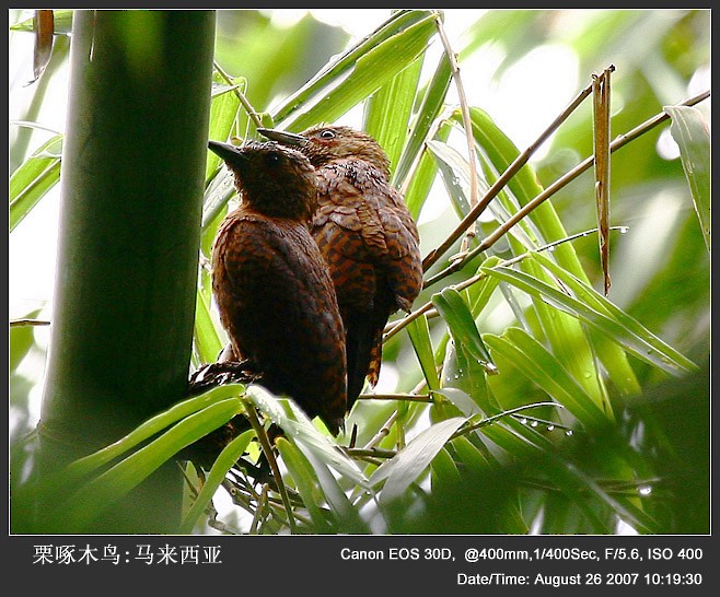 Rufous Woodpecker - Qiang Zeng