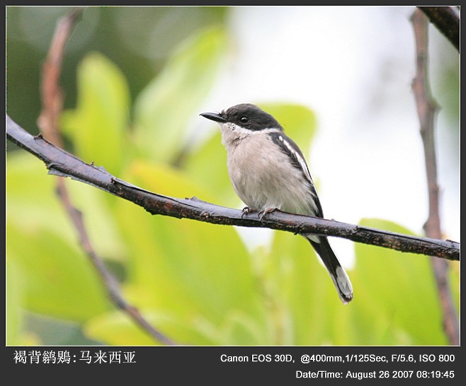 Bar-winged Flycatcher-shrike - Qiang Zeng