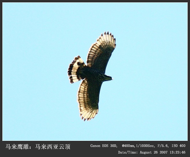Blyth's Hawk-Eagle - Qiang Zeng