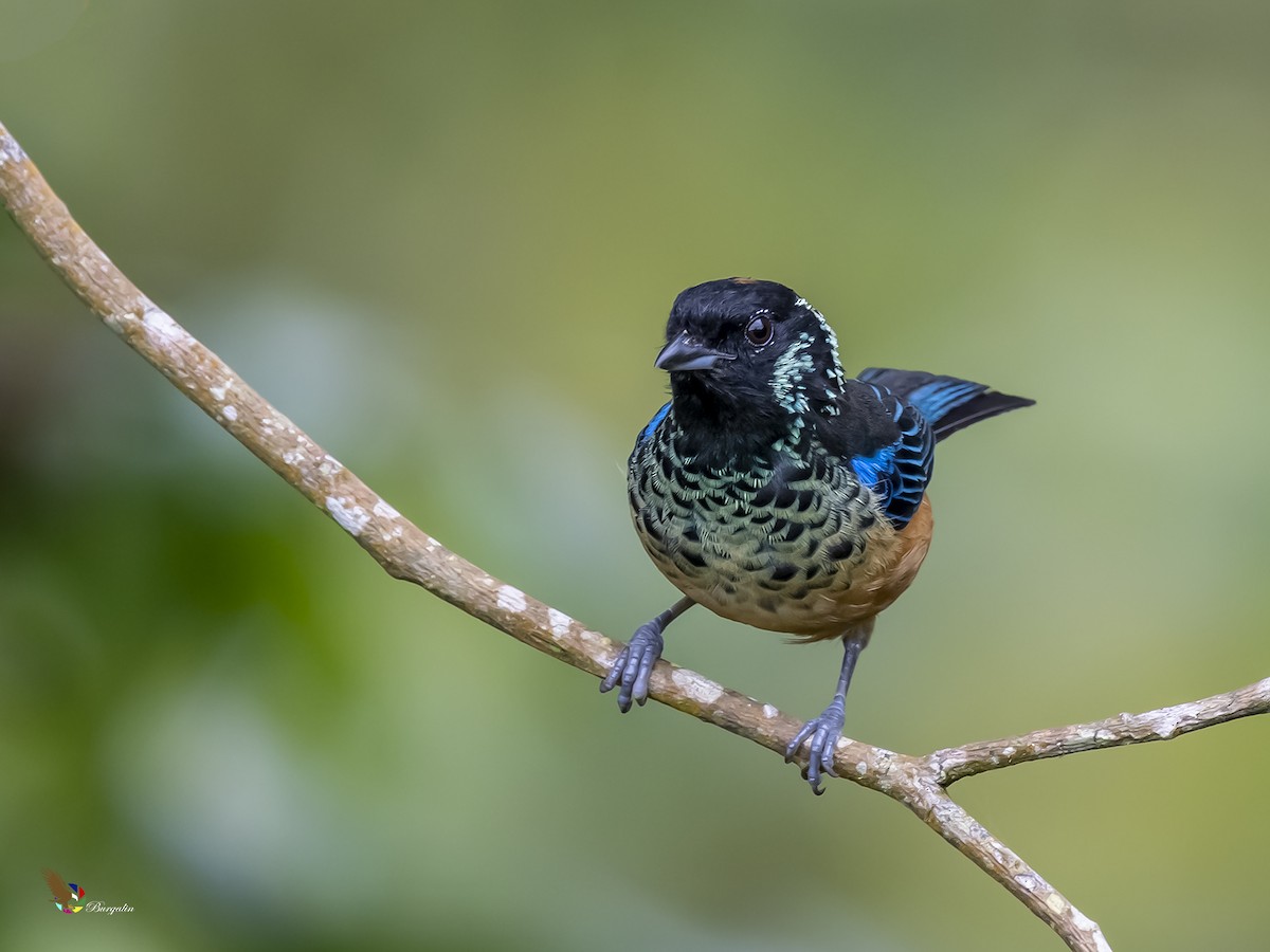 Spangle-cheeked Tanager - ML247801241