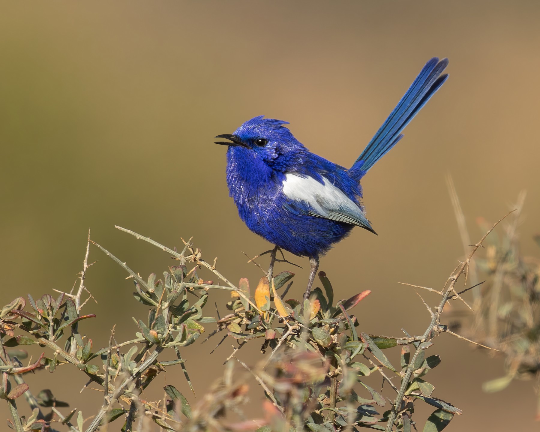 White-winged Fairywren (Blue-and-white) - eBird