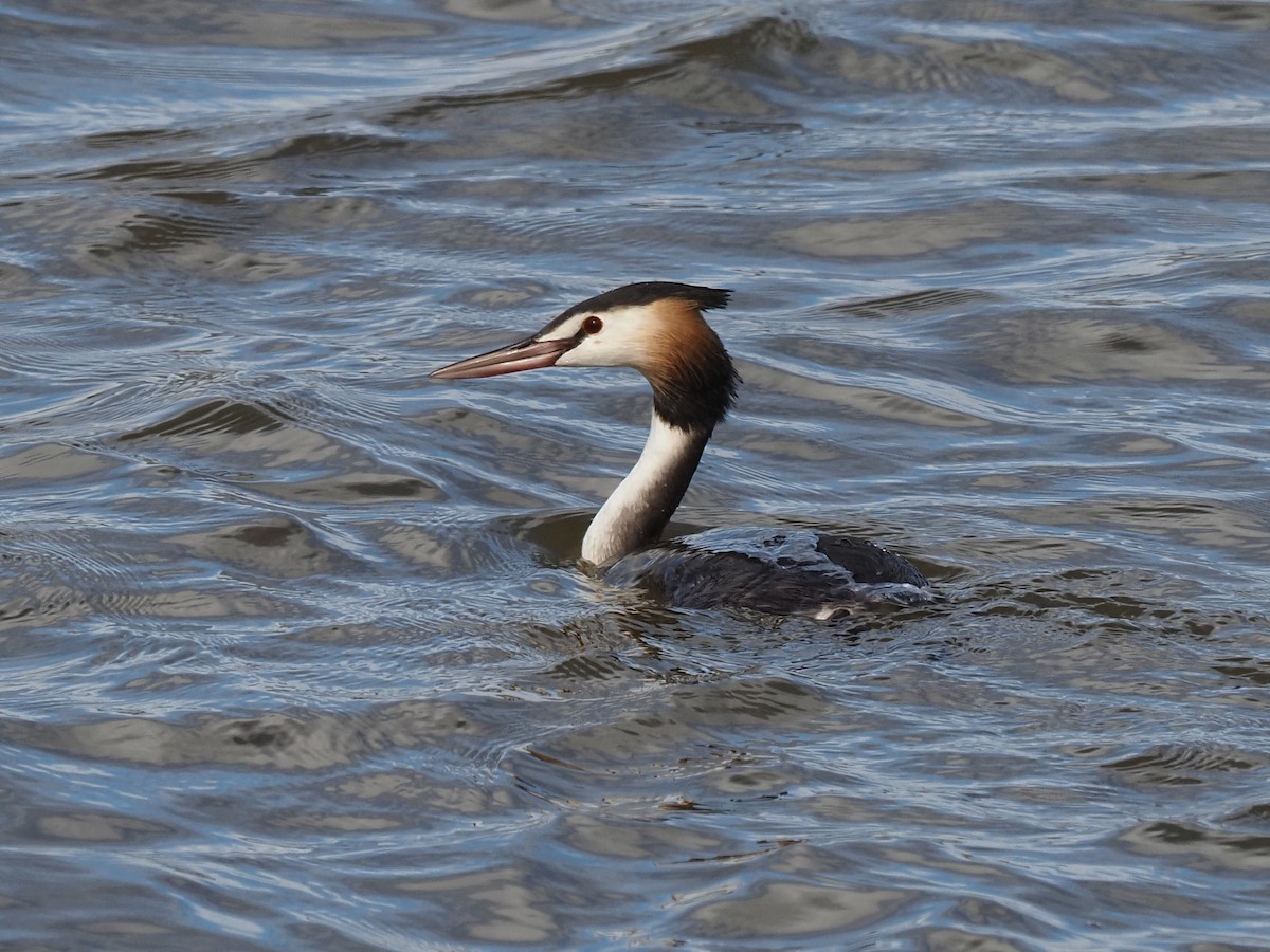 Great Crested Grebe - Len and Chris Ezzy