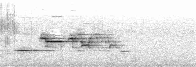 Дрізд-короткодзьоб плямистоволий - ML247805191