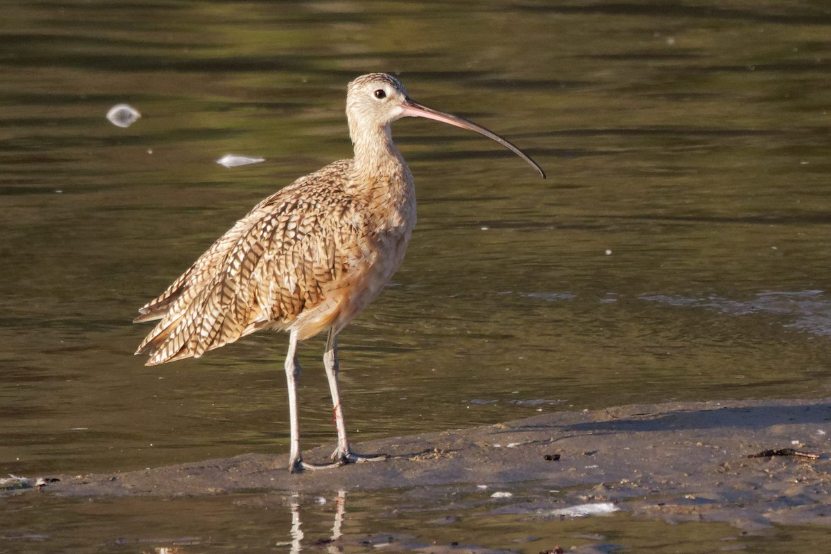 Long-billed Curlew - ML247805461