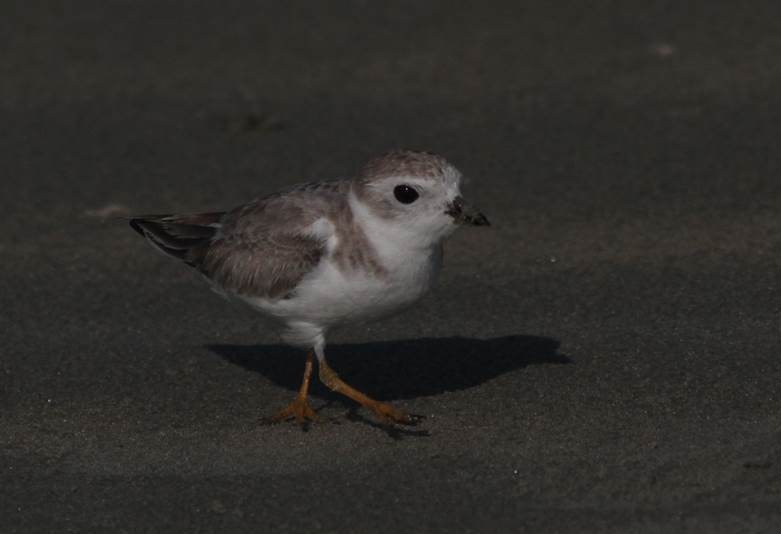 Piping Plover - Paul Marvin