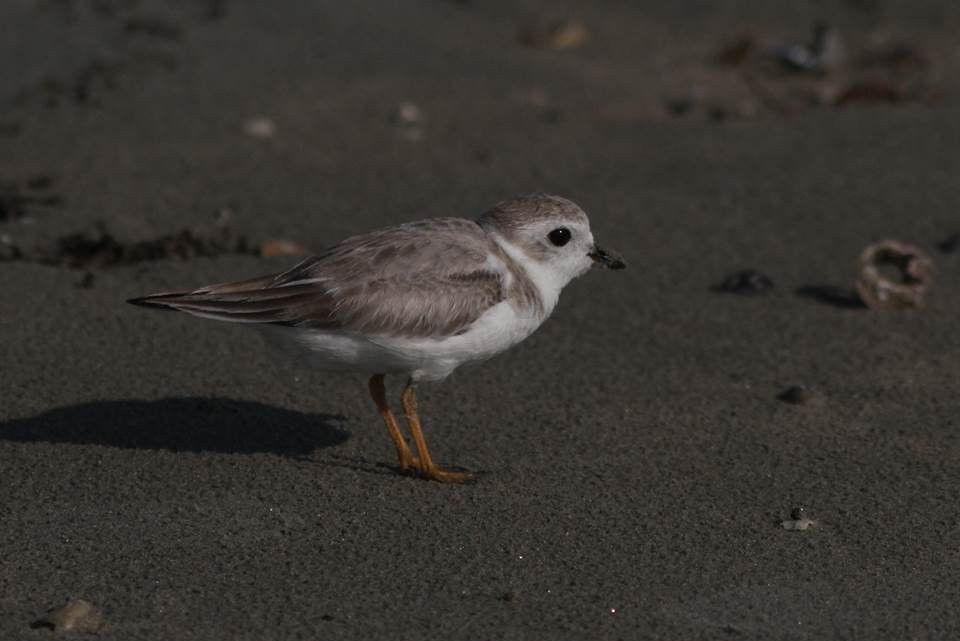 Piping Plover - ML24780871