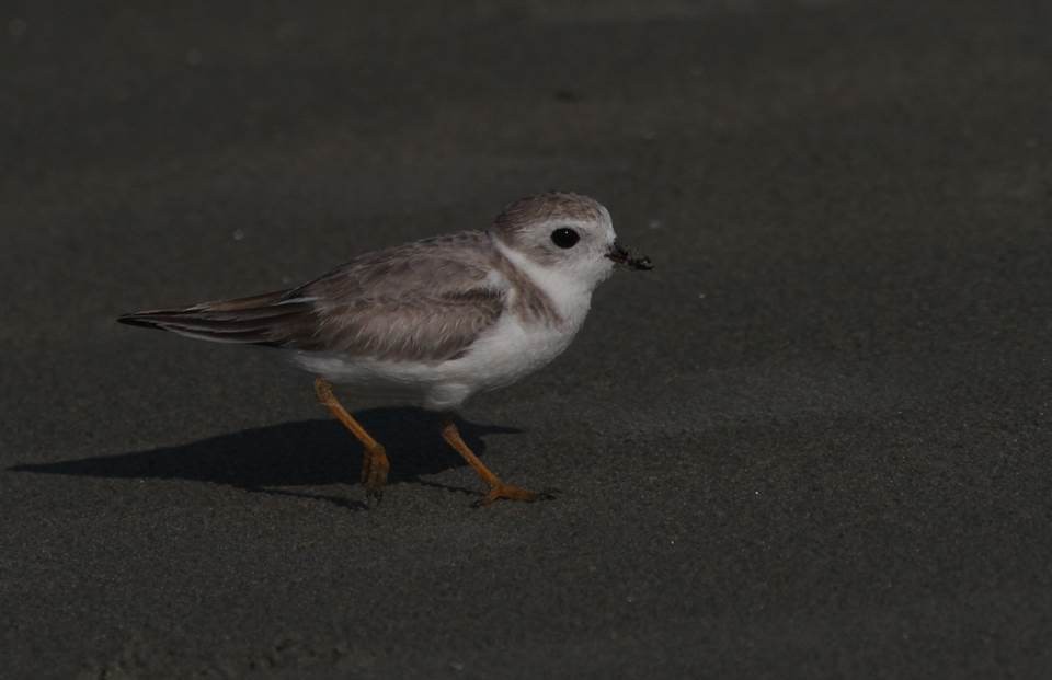 Piping Plover - ML24780891