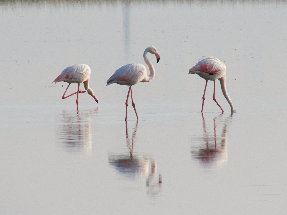 Greater Flamingo - ML247810861
