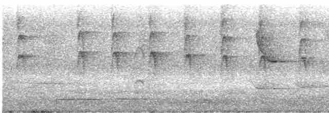 Gray Fantail (alisteri) - ML247813031