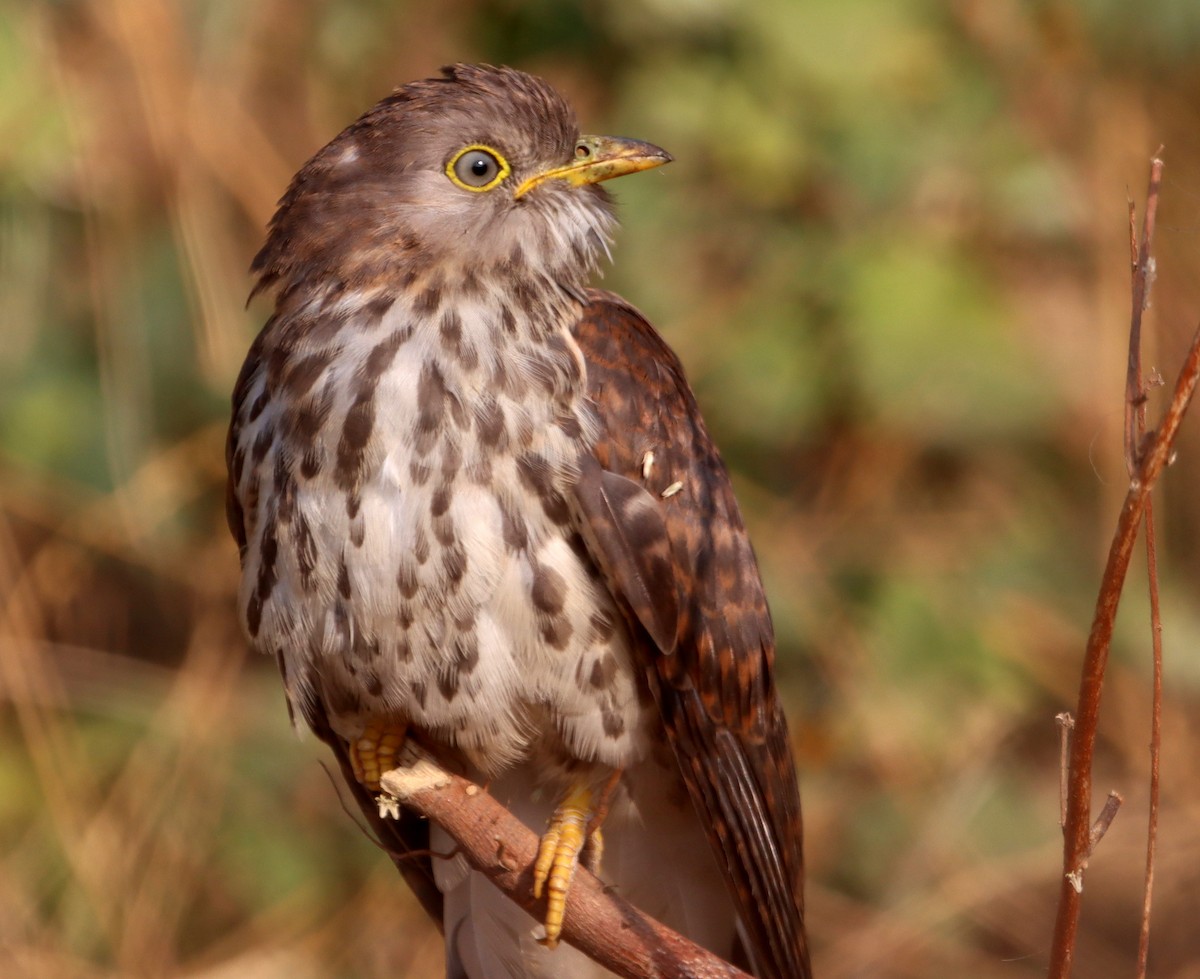 Common Hawk-Cuckoo - ML247813541