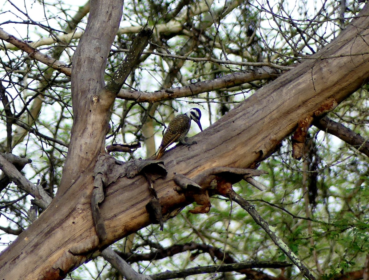 Bearded Woodpecker - ML247816131