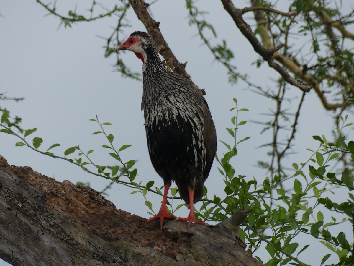 Red-necked Spurfowl - ML247816221