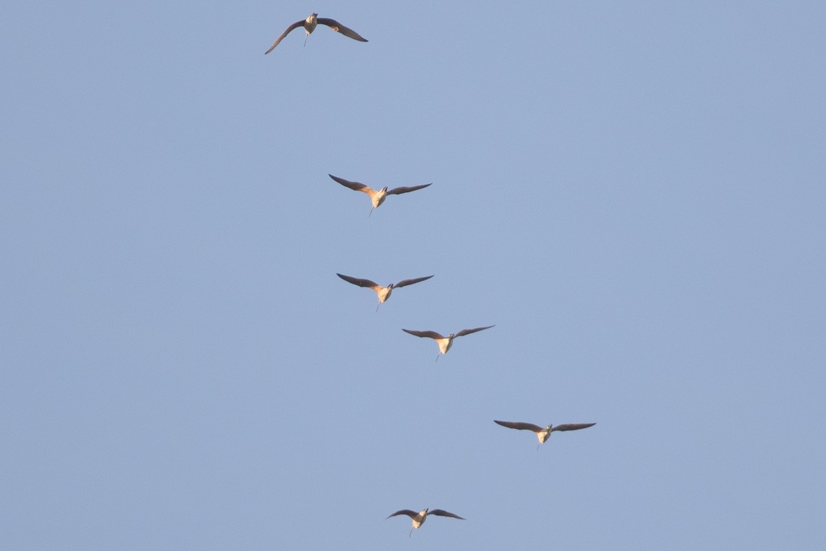 Long-billed Curlew - ML24781681