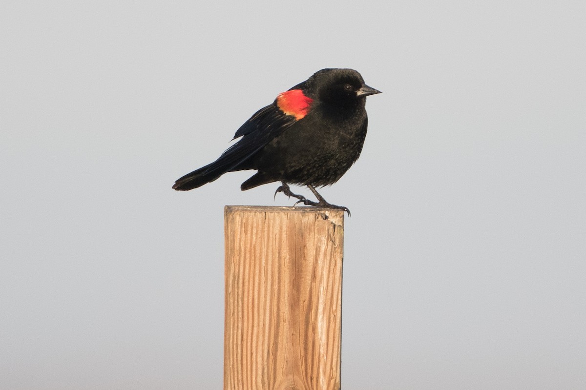 Red-winged Blackbird (California Bicolored) - Steve Kelling