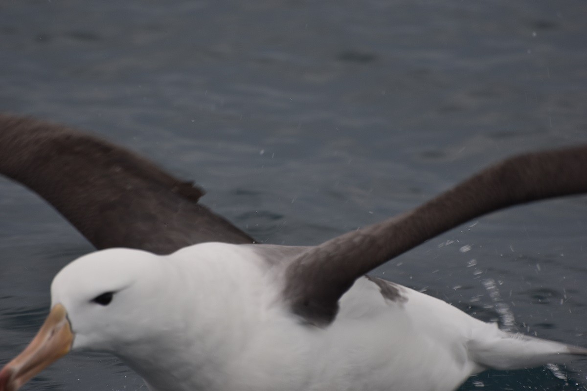 Black-browed Albatross - Graeme Loh