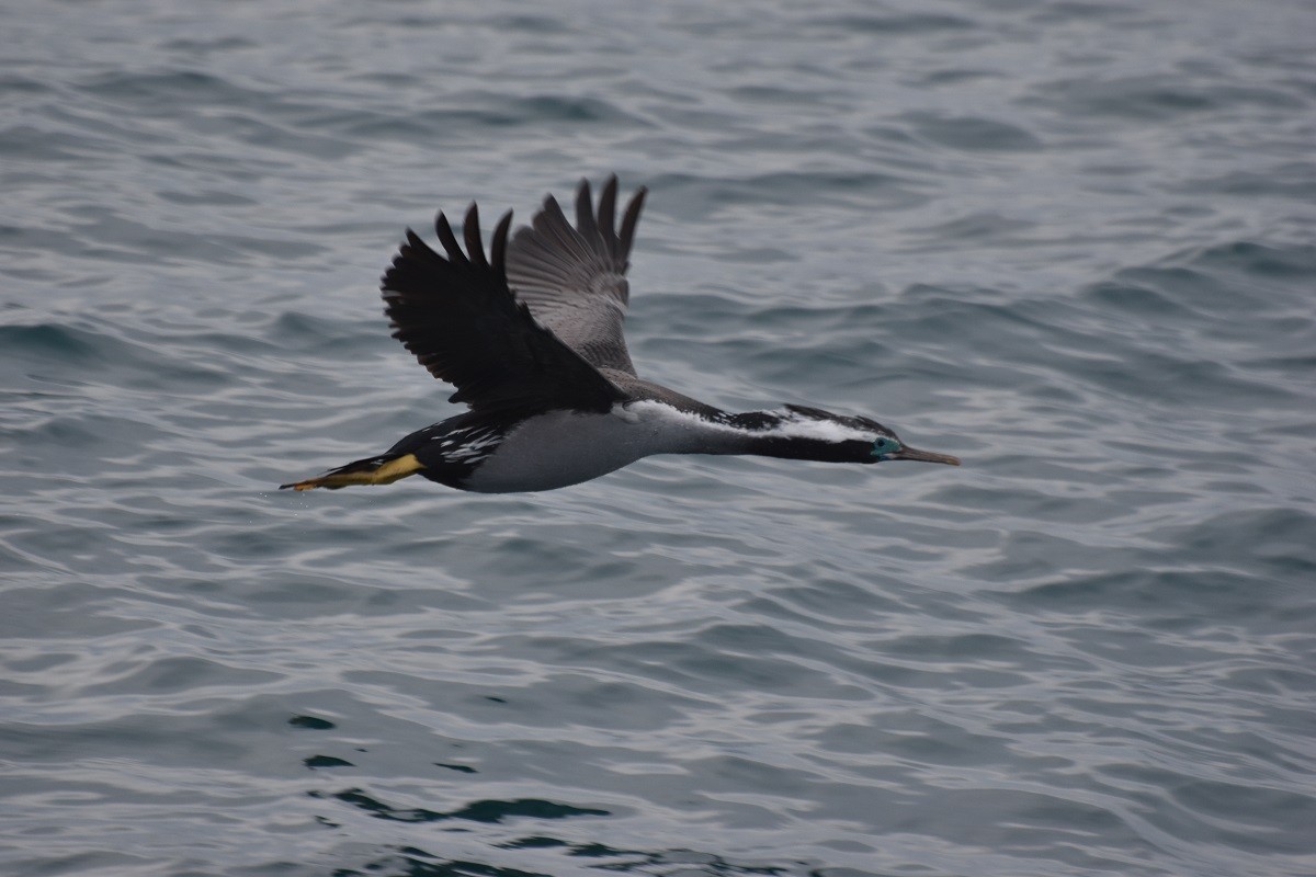Spotted Shag - ML247820401