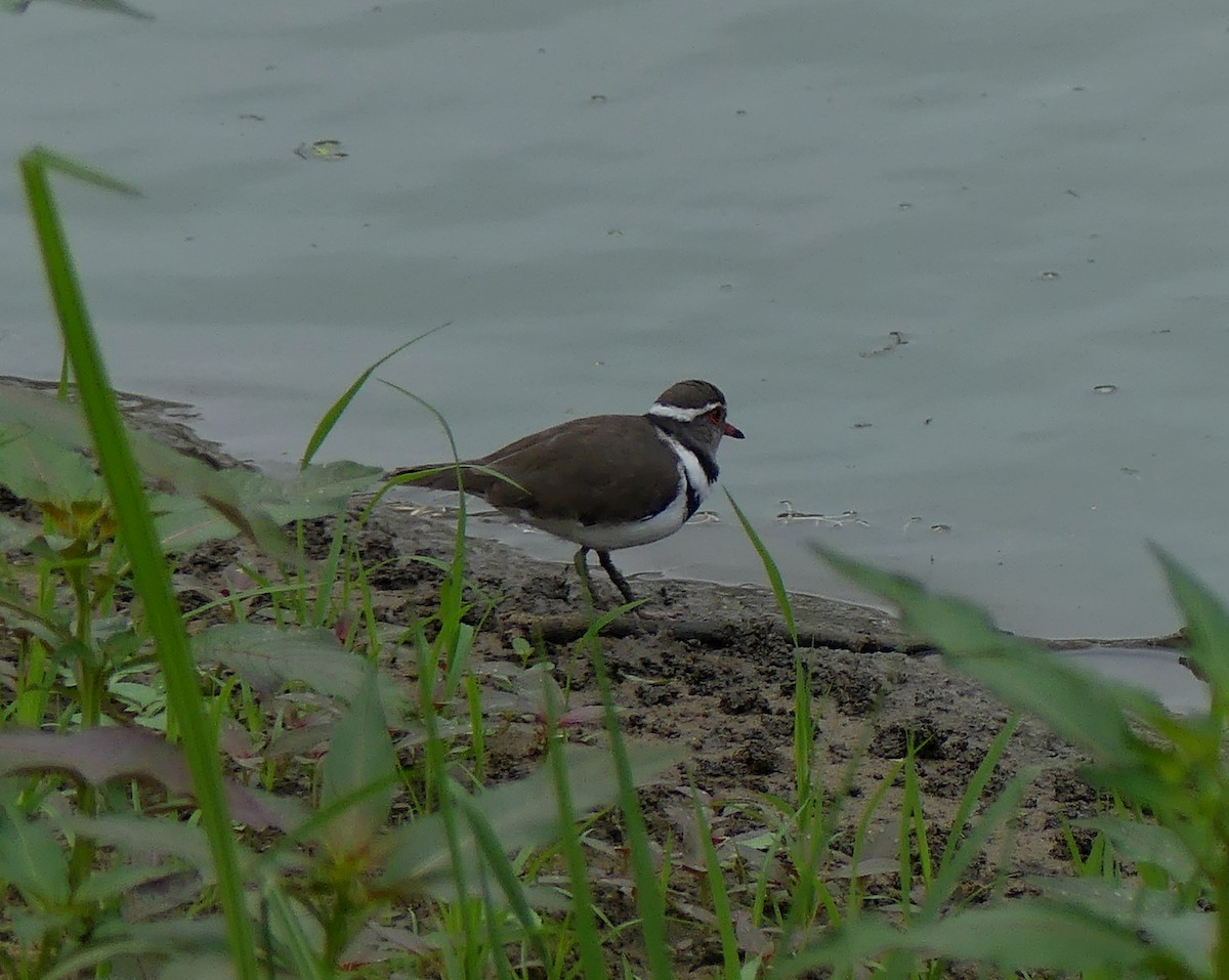 Three-banded Plover - ML247822601