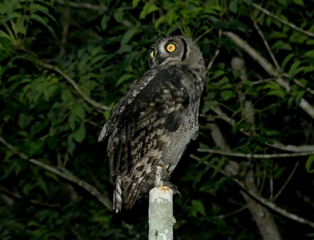 Spotted Eagle-Owl - ML247823311
