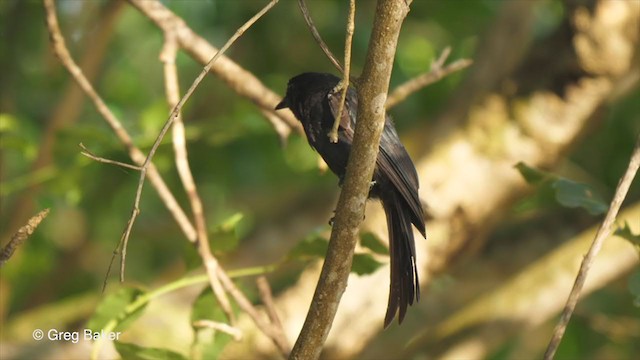 Square-tailed Drongo - ML247825071