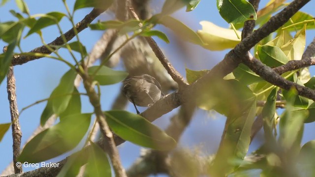 Mouse-colored Sunbird - ML247825301