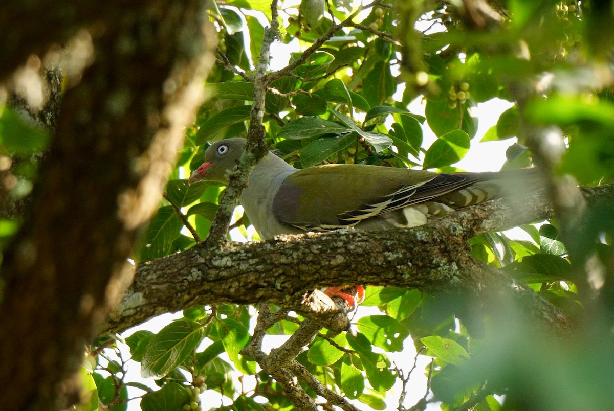African Green-Pigeon (Gray-breasted) - Greg Baker