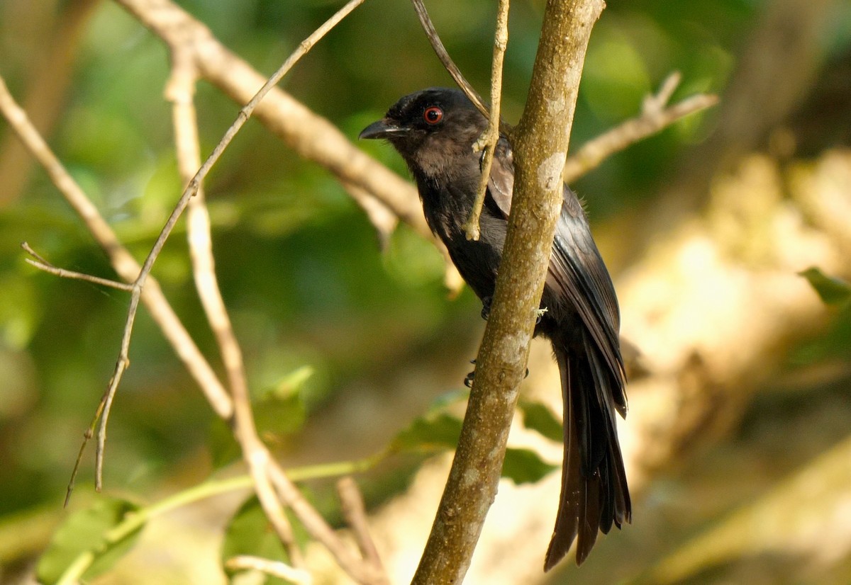 Square-tailed Drongo - ML247826101