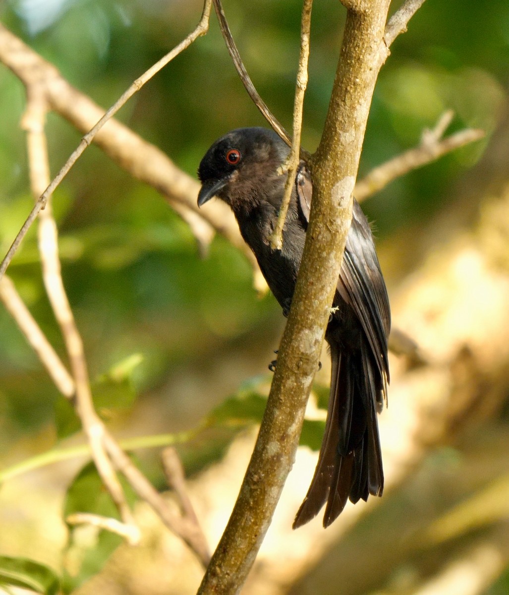 Square-tailed Drongo - ML247826111