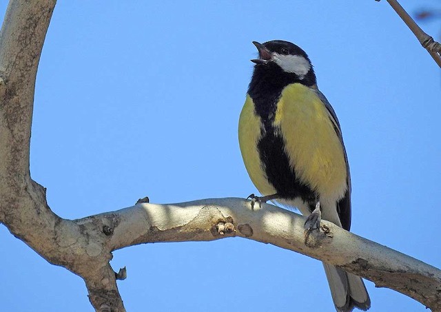 The bald & grumpy Great Tit, The great tit (Parus major) is…