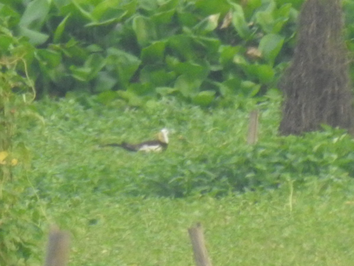 Pheasant-tailed Jacana - Bayani Thaddeus Barcenas