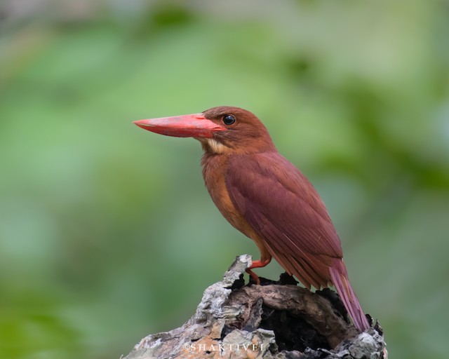 Ruddy Kingfisher - eBird