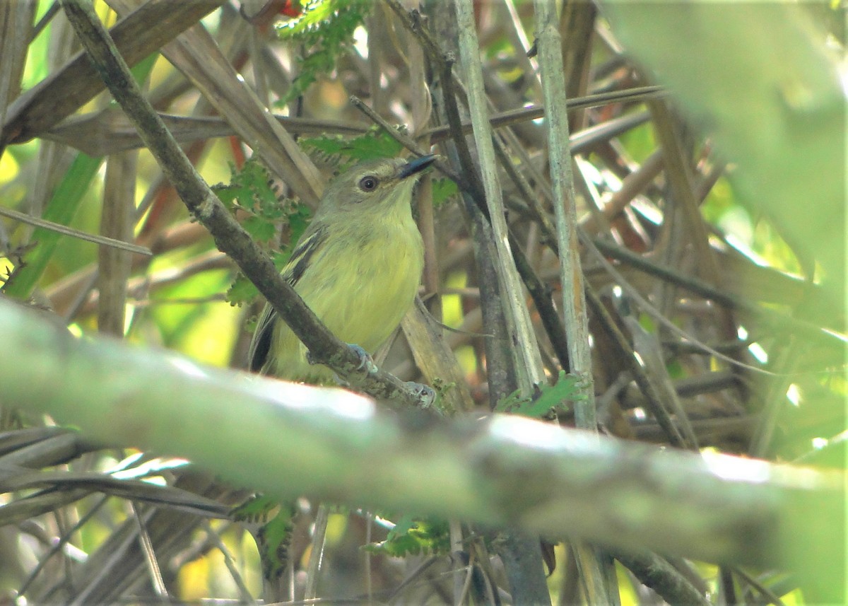 Smoky-fronted Tody-Flycatcher - ML247844961