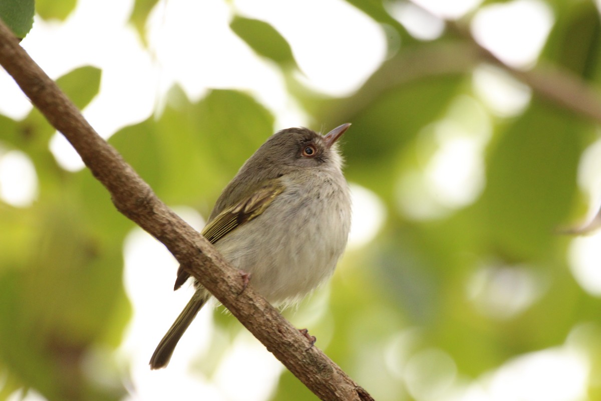 Pearly-vented Tody-Tyrant - ML247846111