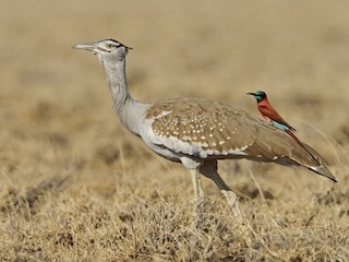  - Arabian Bustard