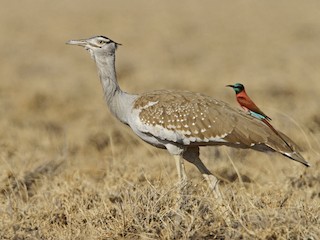 Arabian Bustard - Ardeotis arabs - Birds of the World