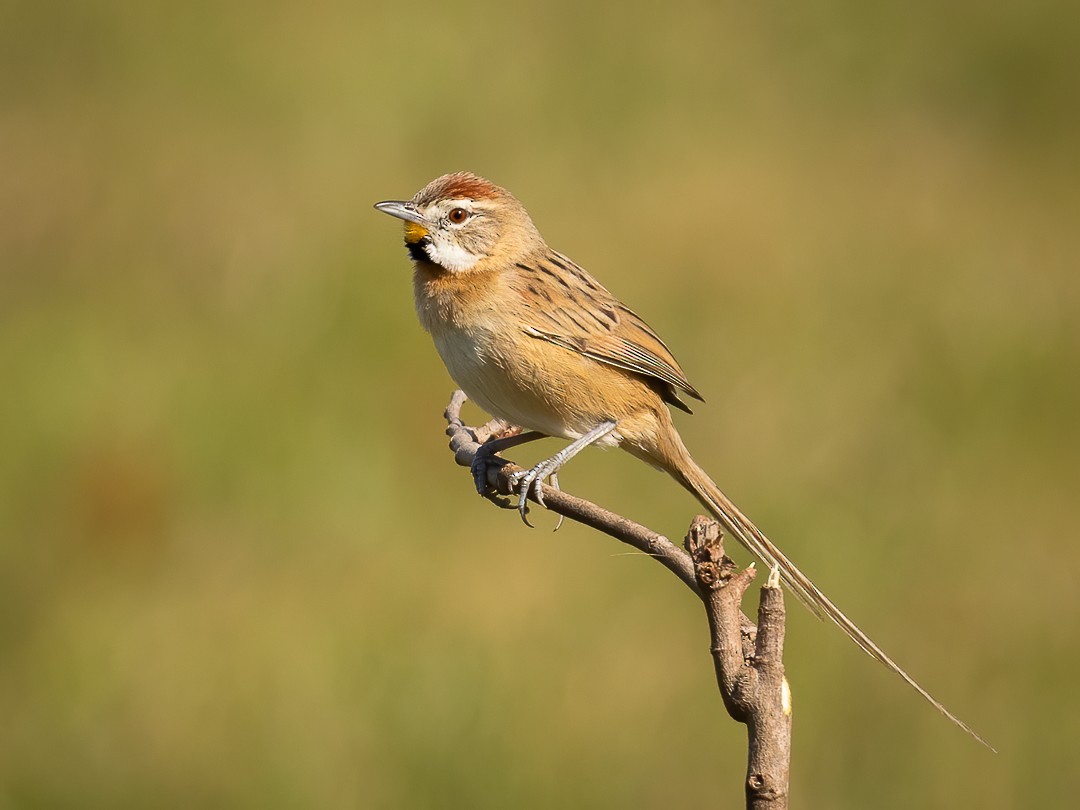 Chotoy Spinetail - ML247850101