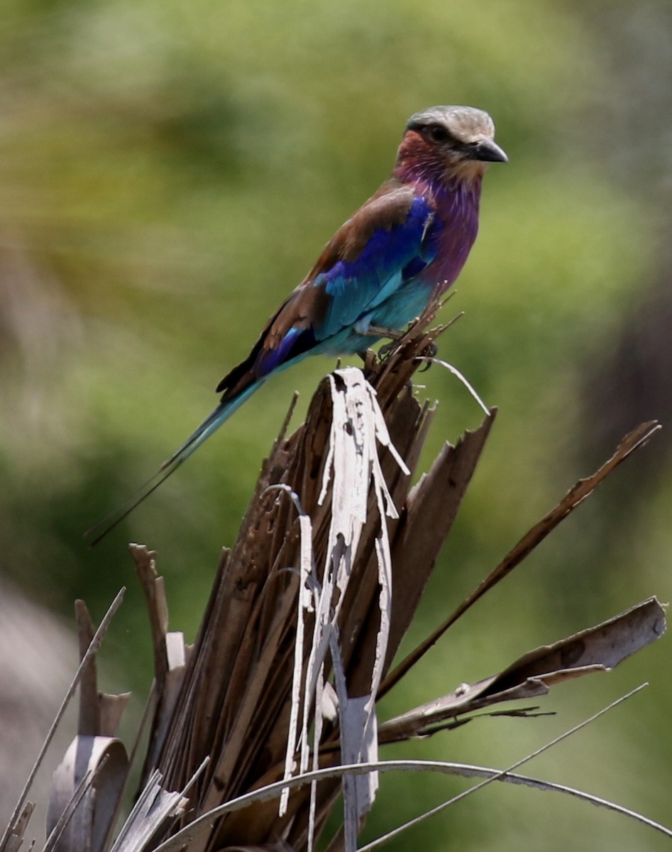 Lilac-breasted Roller - ML247852731