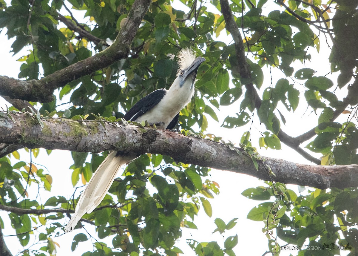 White-crowned Hornbill - ML247852771