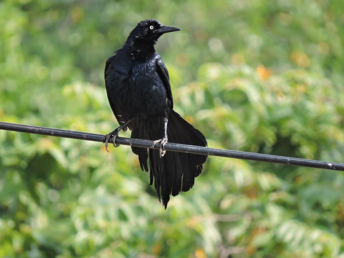 Great-tailed Grackle - ML247859961