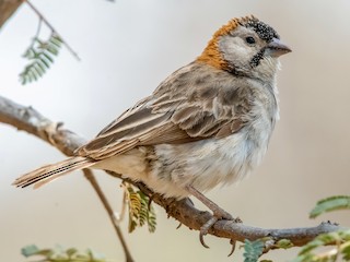 - Speckle-fronted Weaver