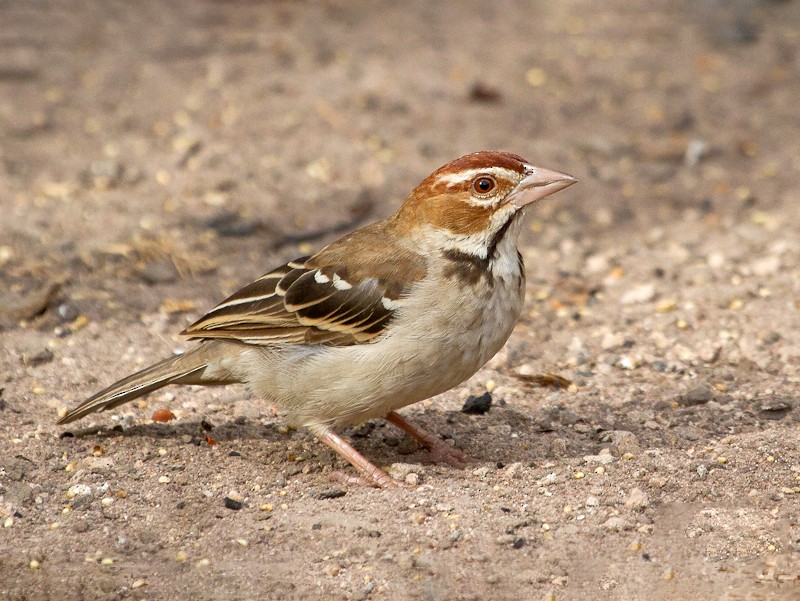 Chestnut-crowned Sparrow-Weaver - Mattias Hofstede