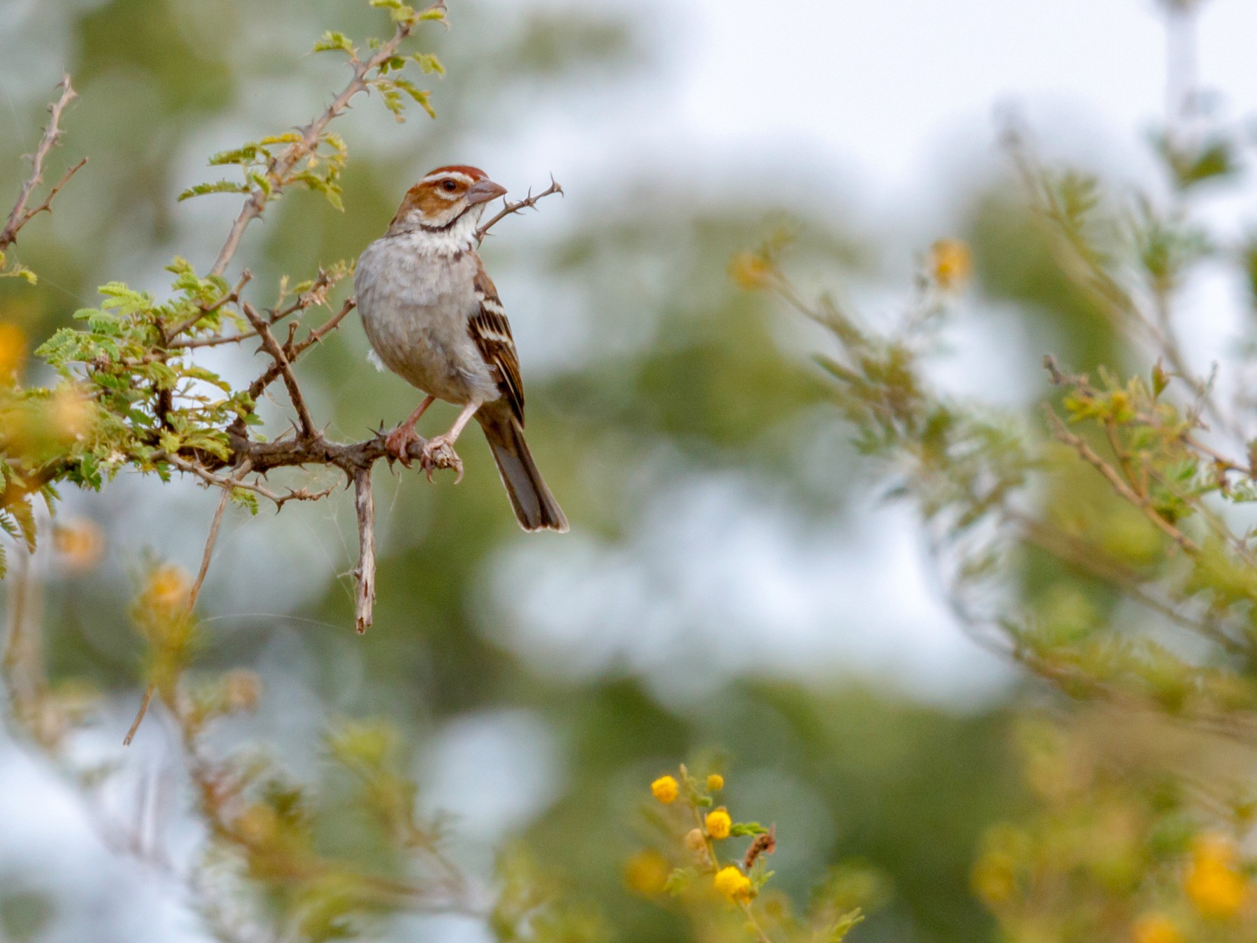 Chestnut-crowned Sparrow-Weaver - Christopher Sloan