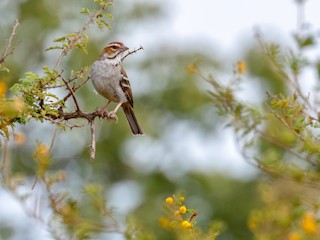  - Chestnut-crowned Sparrow-Weaver