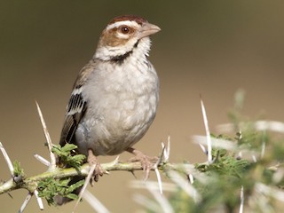  - Chestnut-crowned Sparrow-Weaver