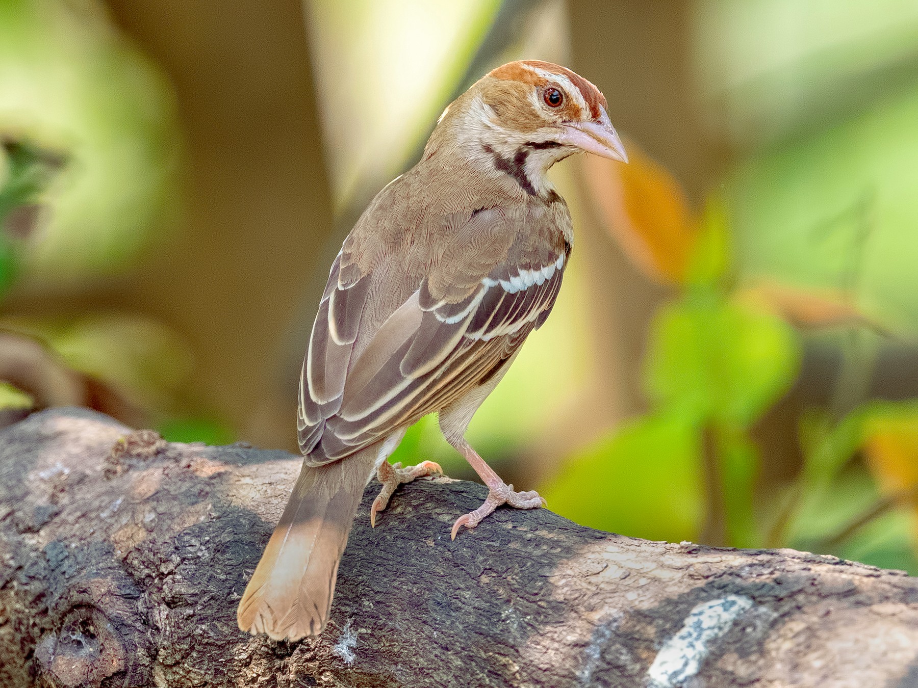 Chestnut-crowned Sparrow-Weaver - Shailesh Pinto