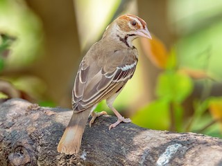  - Chestnut-crowned Sparrow-Weaver