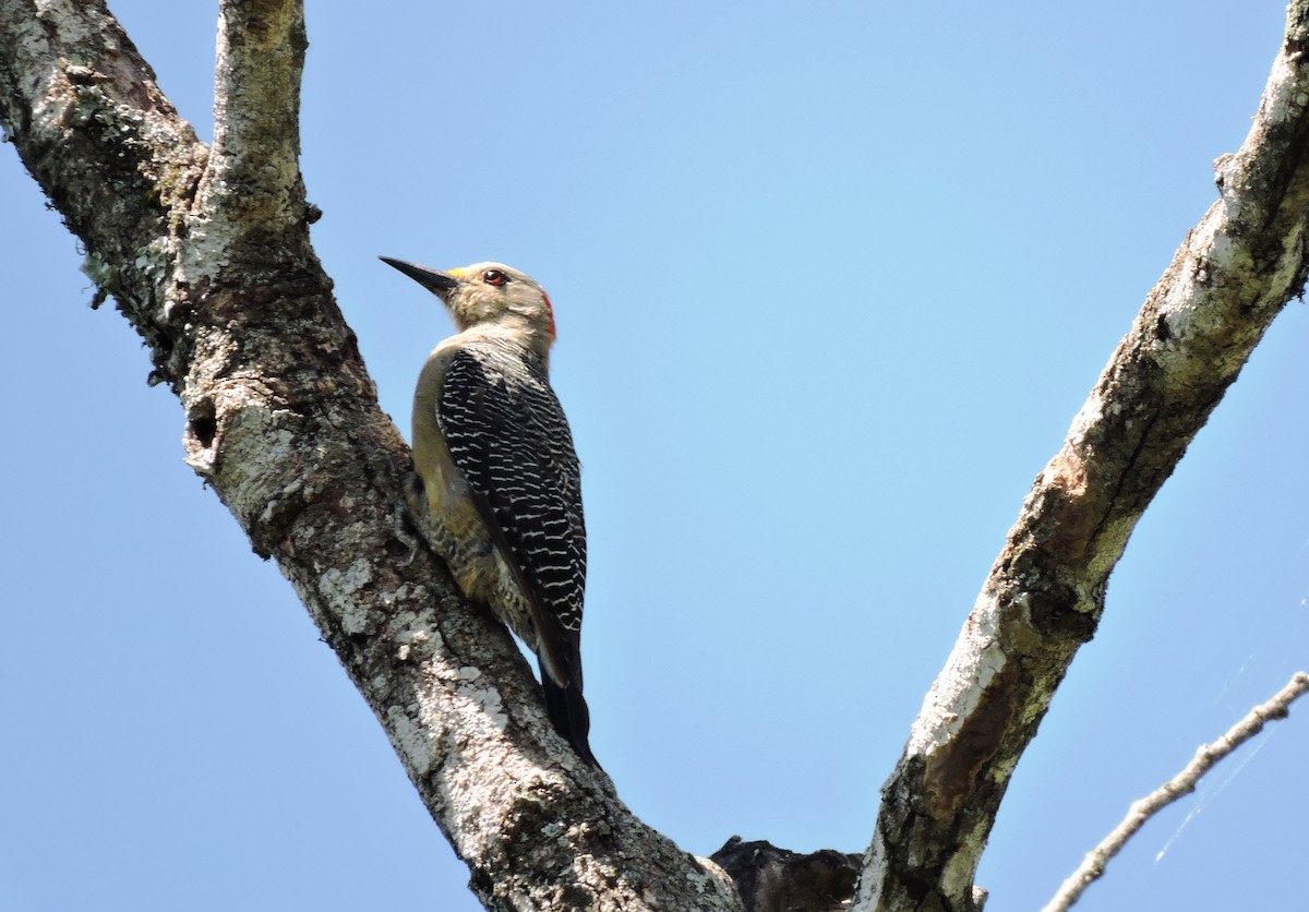 Golden-fronted Woodpecker - Francisco Dubón