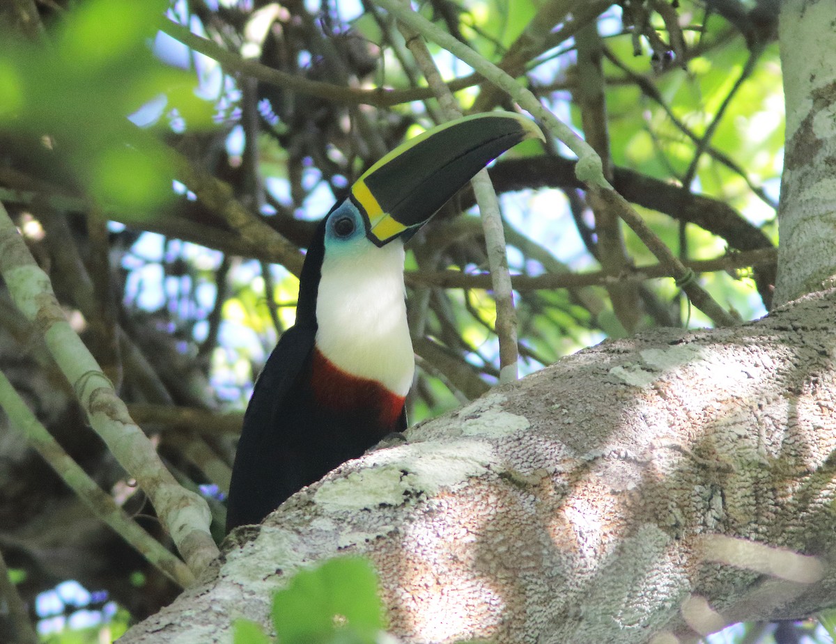 Channel-billed Toucan (Yellow-ridged) - William Price
