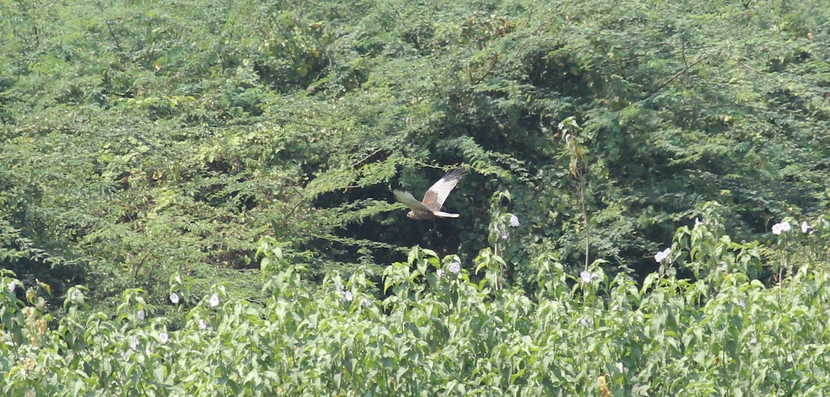 Western Marsh Harrier - Shanmugam Kalidass